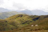 IMG_1159.jpg
