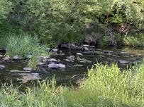 IMG_8341.jpeg